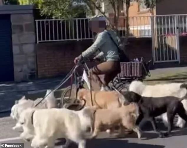 视频显示，在悉尼邦迪，一名戴着头盔、穿着绿色毛衣和棕色裤子的骑自行车者骑着马穿过郊区街道，手臂上拴着一群狗，而温顺的宠物则跟在她身边。